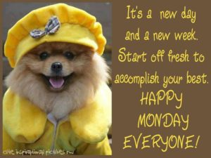 Cute Little Puppy - Monday Inspiration