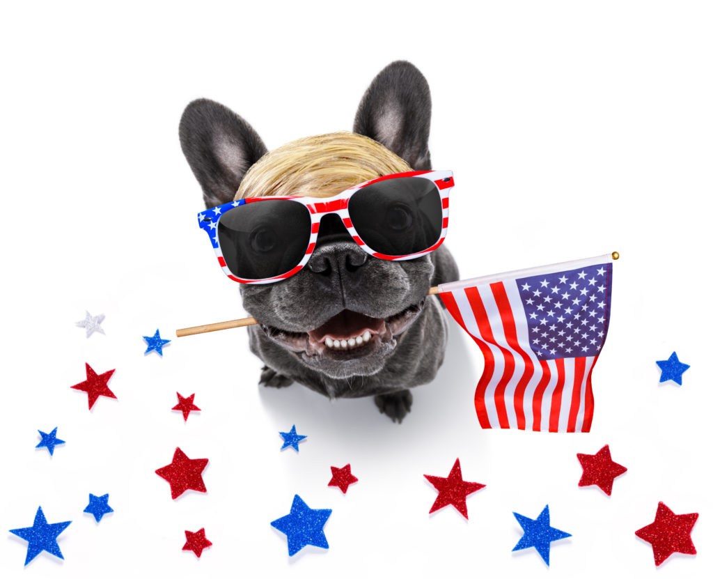 french bulldog waving a flag of usa Happy independence day 